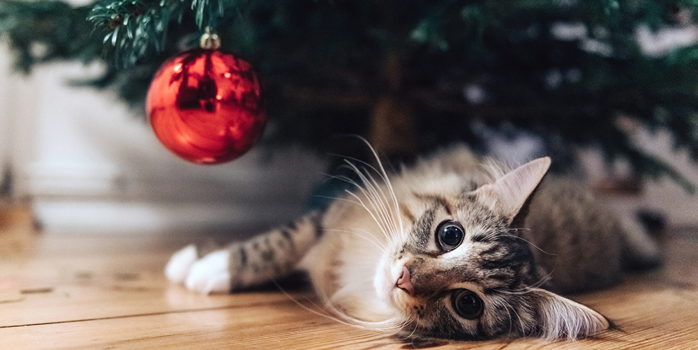2021-Christmas-poem-IMG.jpg