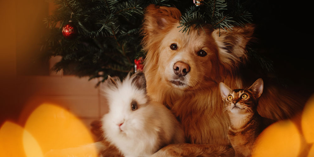 Twas-the-week-before-Christmas-2020.jpg