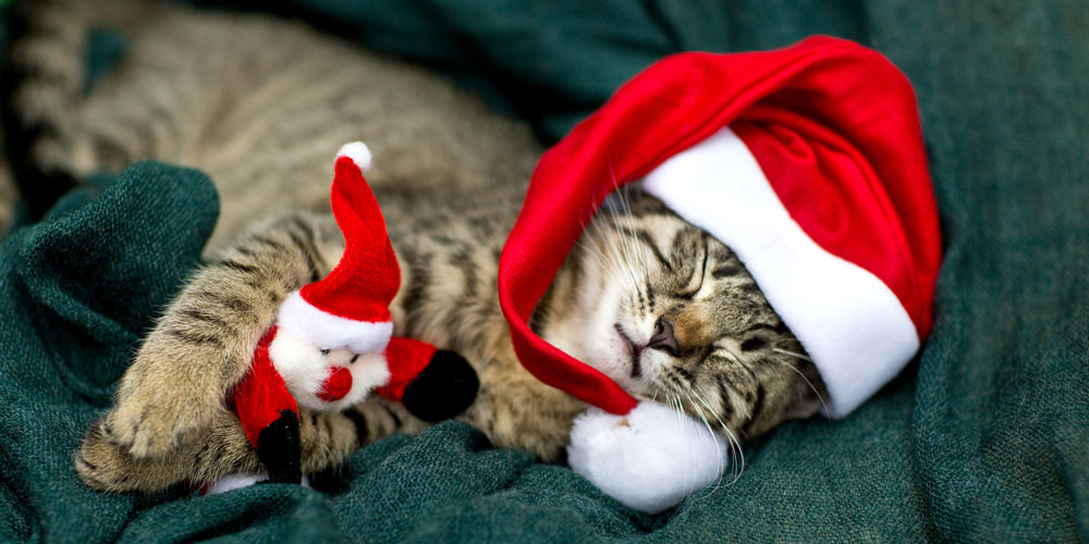 Holiday-Special-Mawers-Annual-Poem-EP77.jpg